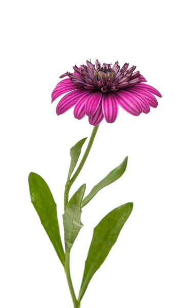 İzole Osteosperumum çiçek papatya — Stok fotoğraf