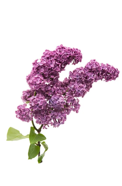 Lilac flowers isolated — Stock Photo, Image