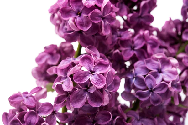 Lilac flowers isolated — Stock Photo, Image