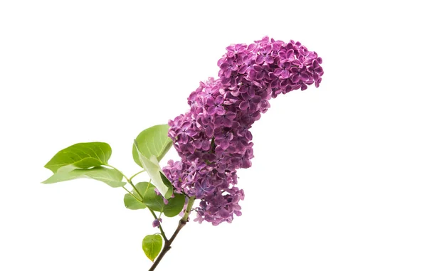 Lilac flowers isolated — Stock Photo, Image