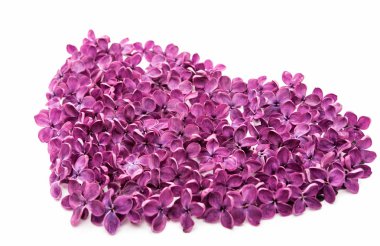 Eflatun çiçekler izole 