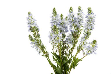 çayır mavi çiçekler 