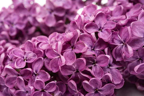 Lila bloemen geïsoleerd — Stockfoto