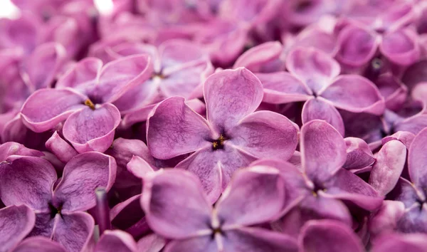 Lilac flowers isolated — Stock Photo, Image