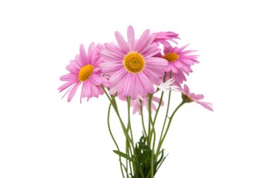 pembe daisy izole