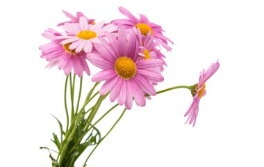 pembe daisy izole