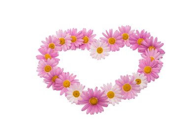 pembe daisy izole