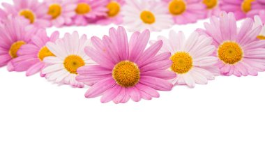 pembe daisy izole