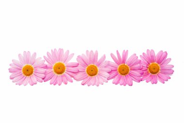pembe daisy izole