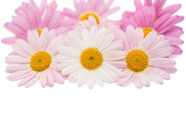 pembe daisy izole