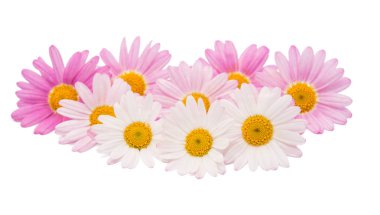pembe daisy izole