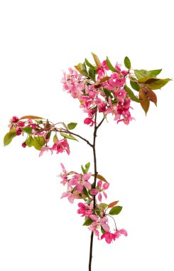  bir elma ağacı üzerinde pembe çiçekler 