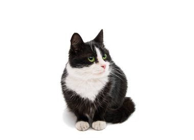 Siyah beyaz kedi 