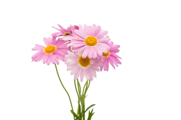 孤立的粉色雏菊 — 图库照片