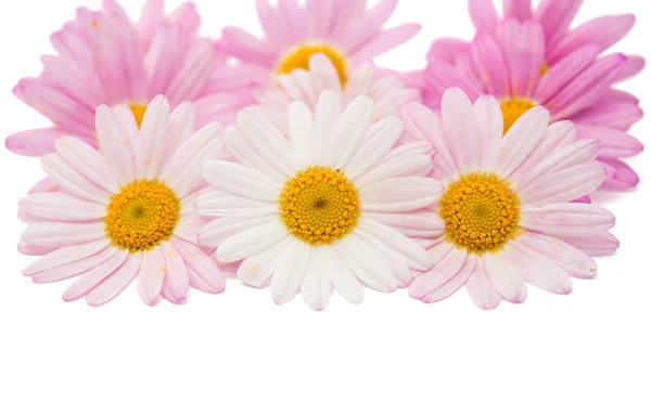 Pink daisy isolated — Stock Photo, Image