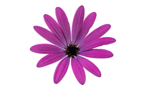 Osteospermum Daisy o Cape Daisy Flower — Foto de Stock