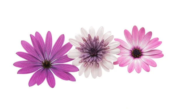 Osteospermum Margarida ou Flor de Margarida do Cabo — Fotografia de Stock