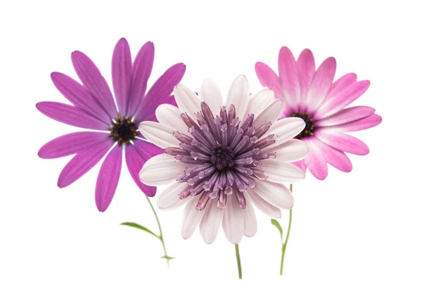 Osteospermum Daisy o Cape Daisy Flower — Foto de Stock