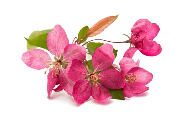 Flores rosadas en un manzano —  Fotos de Stock