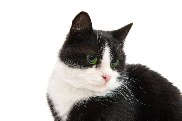 Schwarze und weiße Katze — Stockfoto