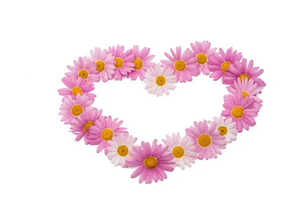 Pink daisy isolated — Stock Photo, Image