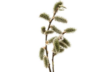 Bahar willow dal 