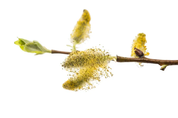 Spring willow twig — Fotografie, imagine de stoc