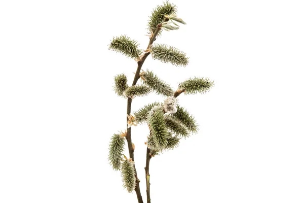 Våren willow twig — Stockfoto