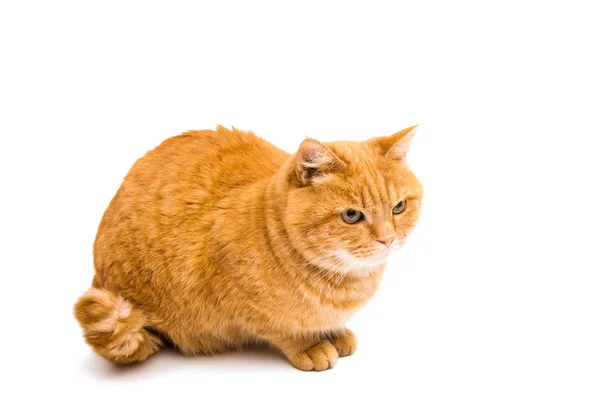 Gember kat geïsoleerd — Stockfoto