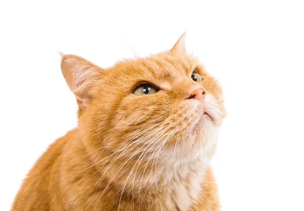 Ginger cat isolated — Stock Photo, Image