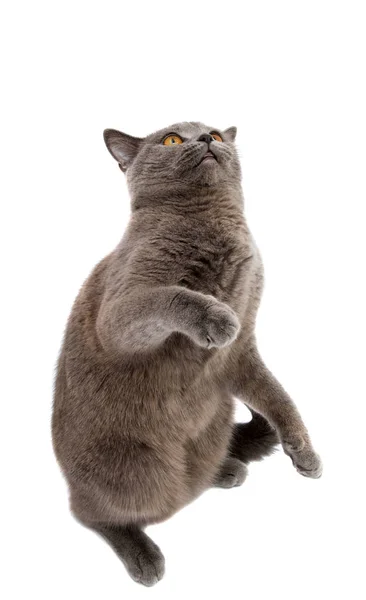 Gatito gris aislado —  Fotos de Stock