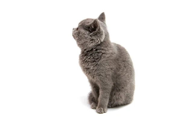 Chaton gris isolé — Photo