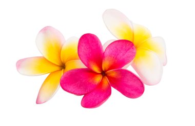 izole frangipani çiçek 