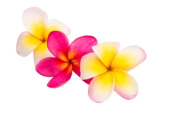 izole frangipani çiçek 