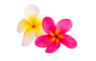 izole frangipani çiçek 