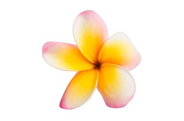 izole frangipani çiçek 