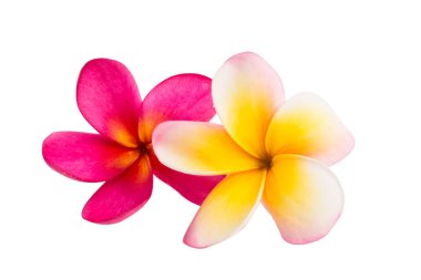 izole frangipani çiçek 