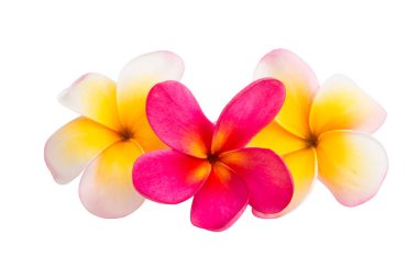izole frangipani çiçek 