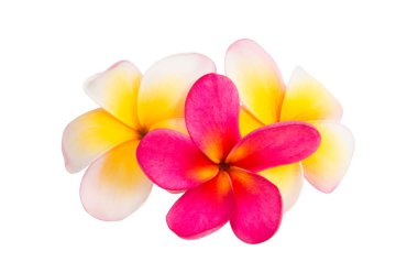 izole frangipani çiçek 