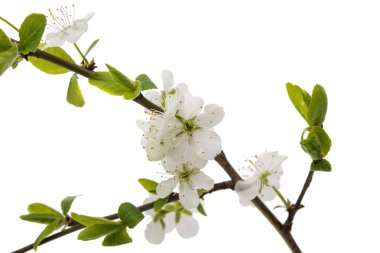 izole kiraz çiçeği çiçek