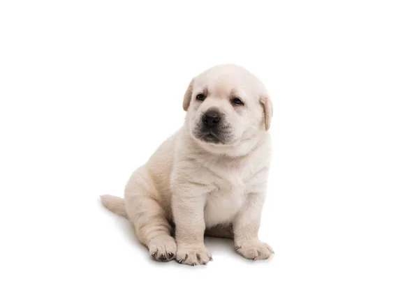 Cãozinho labrador branco — Fotografia de Stock