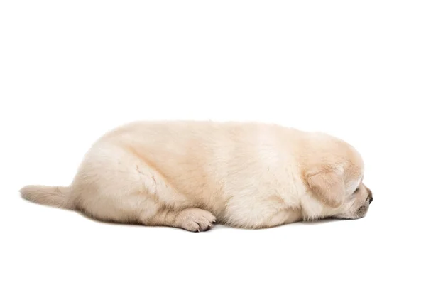 Beyaz labrador yavrusu — Stok fotoğraf