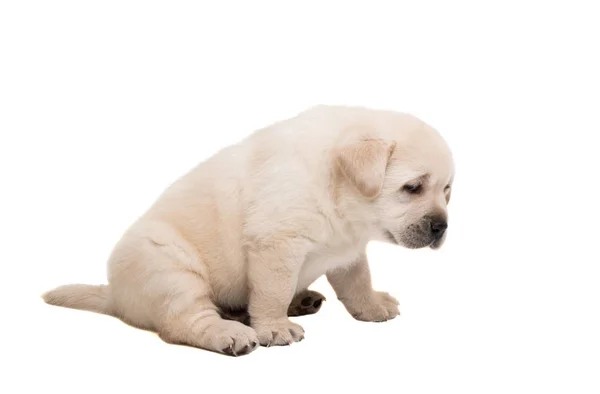 Cucciolo labrador bianco — Foto Stock