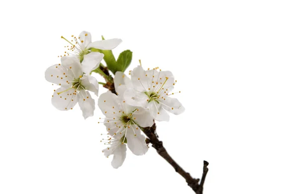 Cherry blossom flowers isolated — Stock Photo, Image