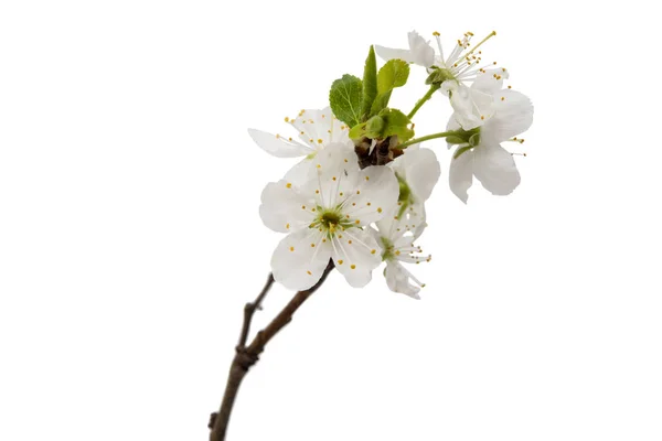 Cherry blossom flowers isolated — Stock Photo, Image