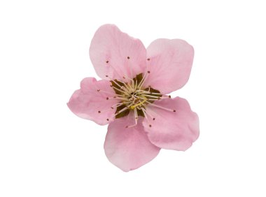 kiraz çiçeği, izole sakura çiçekler 