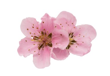 kiraz çiçeği, izole sakura çiçekler 