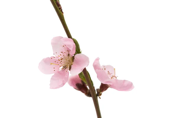 Cherry blossom, sakura blommor isolerade — Stockfoto