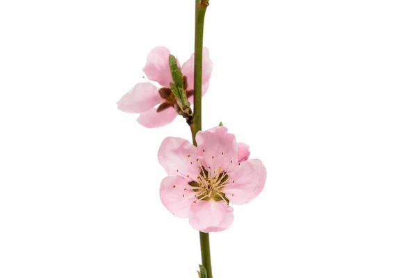 Flor de cereja, flores de sakura isoladas — Fotografia de Stock