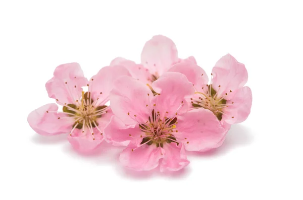 桜さくらの花の分離 — ストック写真
